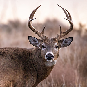 whitetail300x300.jpg
