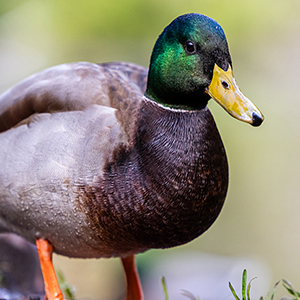 duck300x300.jpg