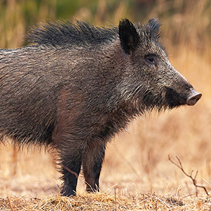 hog300x300.jpg