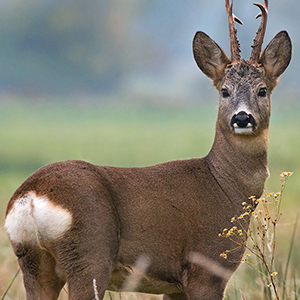 roedeer300x300.jpg